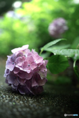 紫陽花
