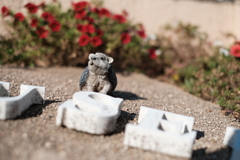 フラワーガーデンにて