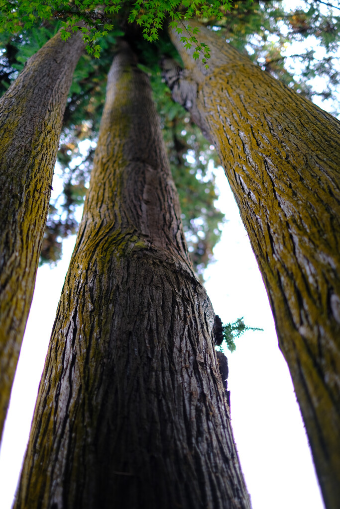 広徳寺境内にて(2)