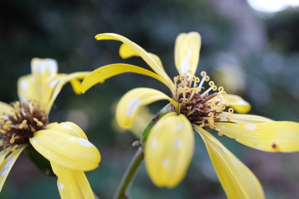 つわぶき by mK (ID:12127676) 写真共有サイトPHOTOHITO