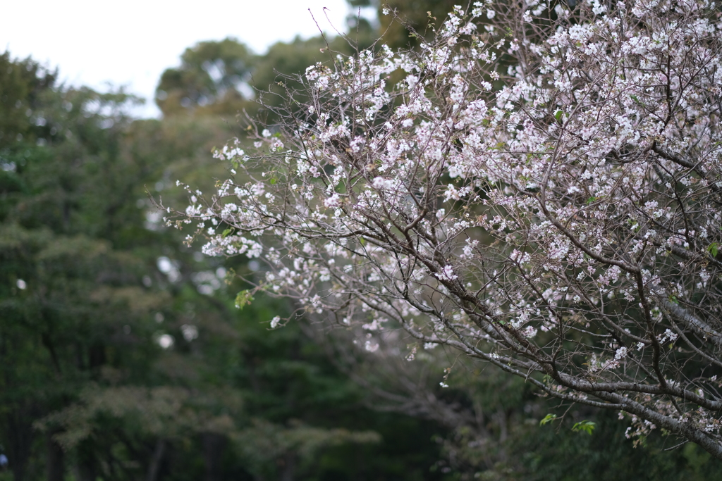 十月桜