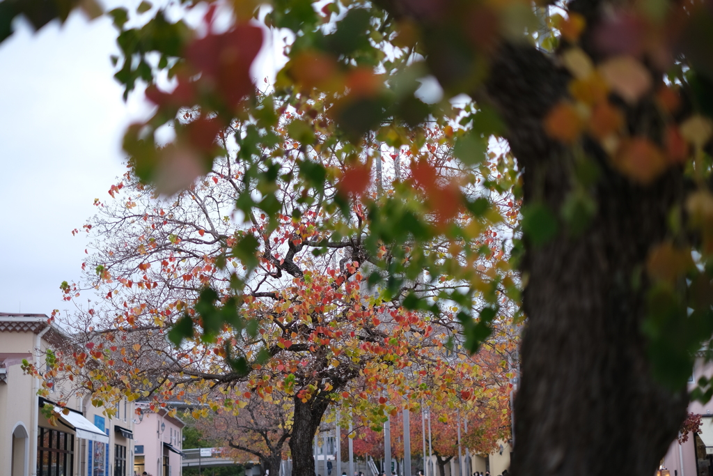 街の紅葉(3)