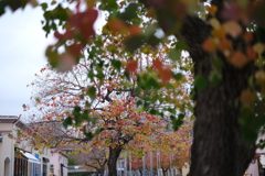 街の紅葉(3)