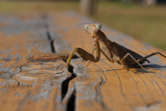 カマキリ (1)