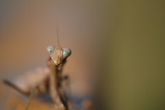 カマキリ (2)