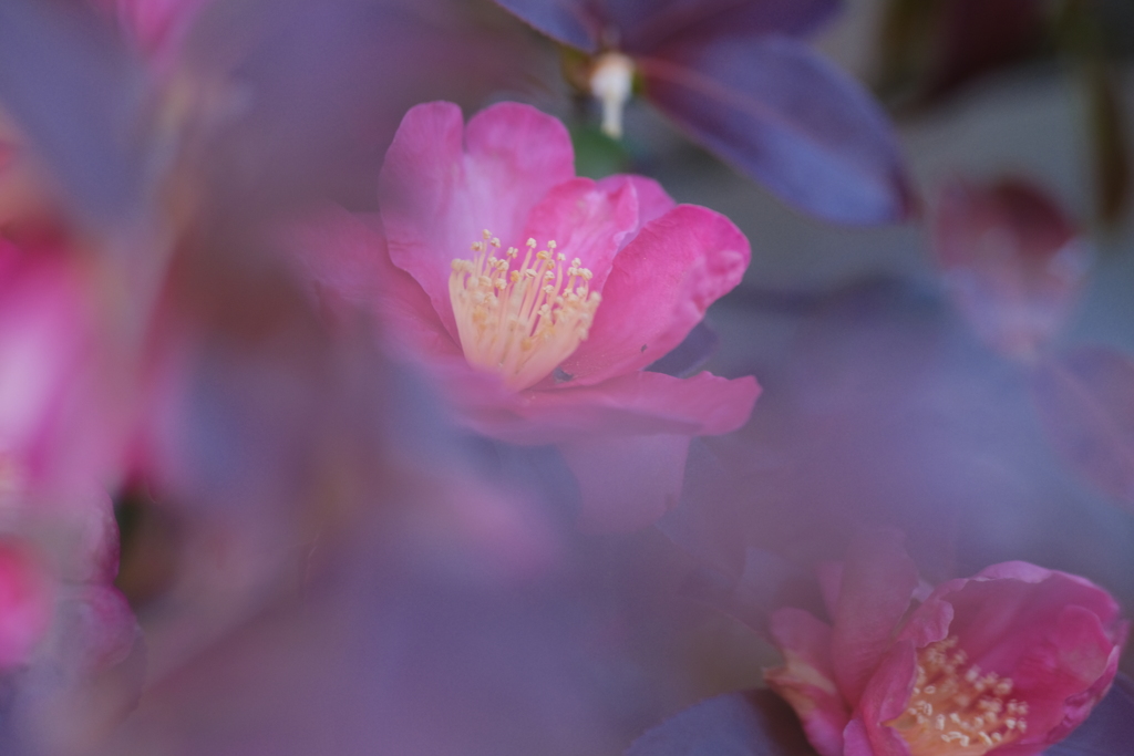 山茶花