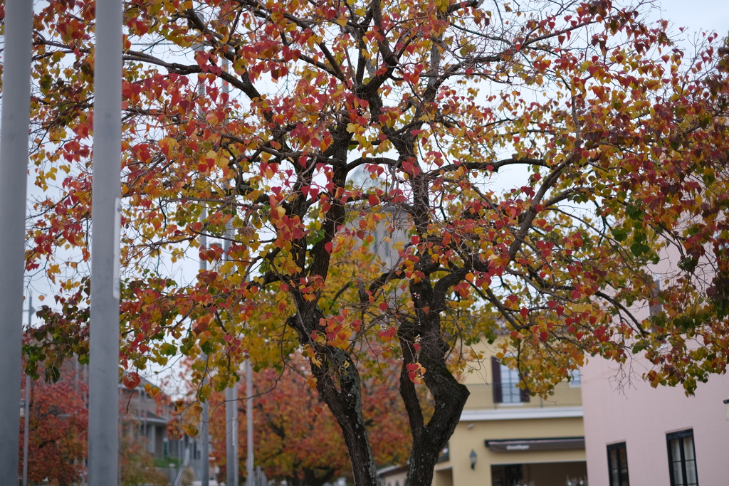 街の紅葉(4)