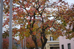 街の紅葉(4)