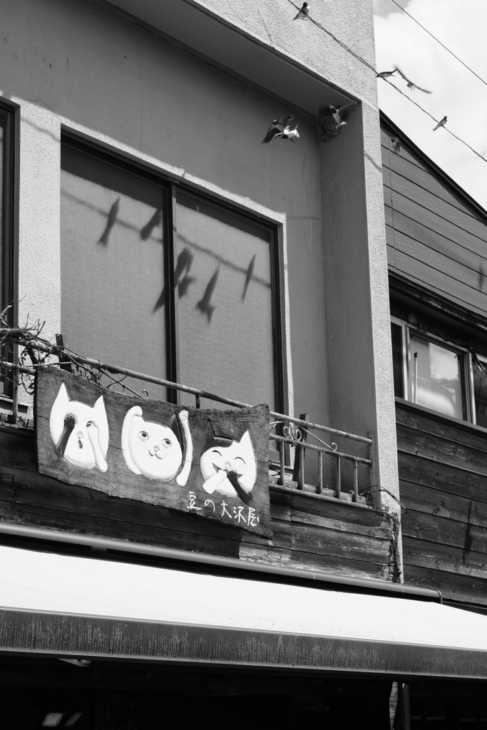 燕と戯れる猫