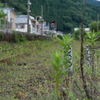 日南線の風景