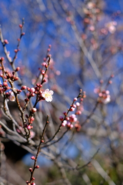 早咲きの梅