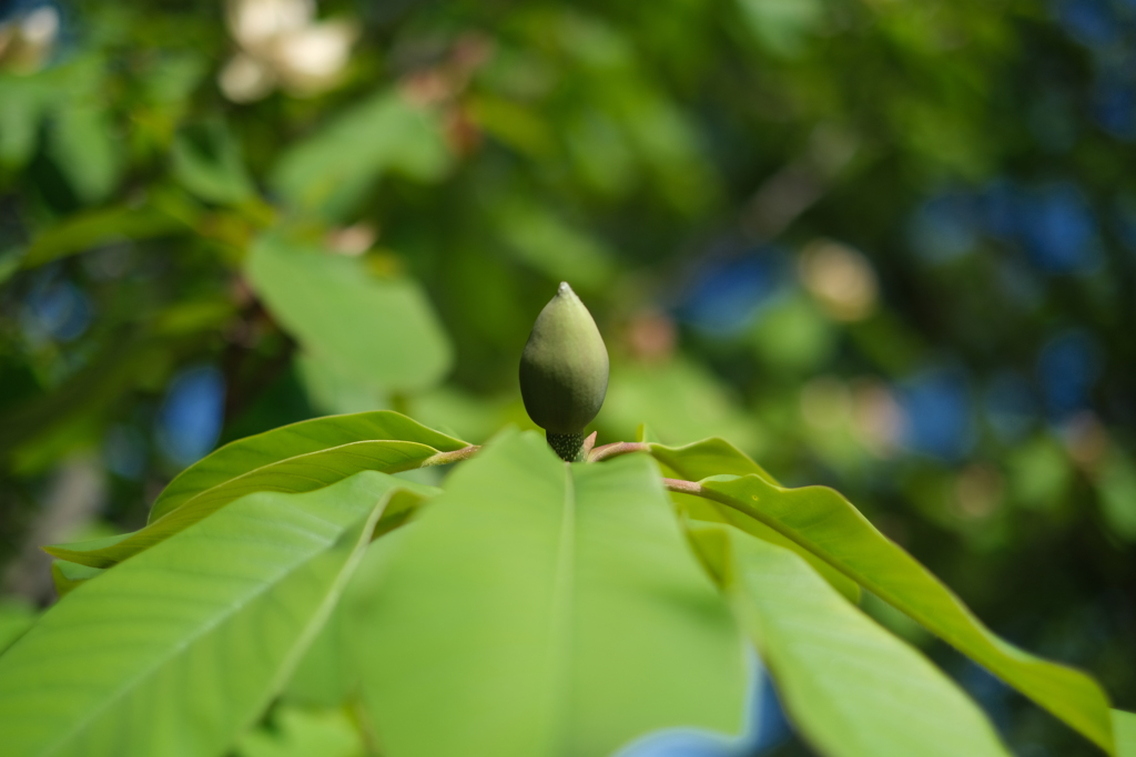 相模原公園 (3)