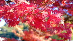 修善寺にて紅葉