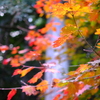 広徳寺境内にて秋色の葉