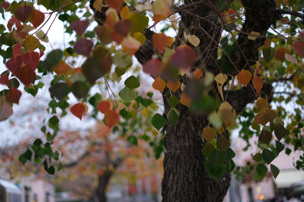 街の紅葉(2)