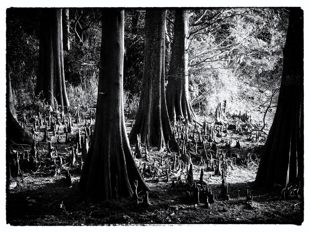 自然の風景_1