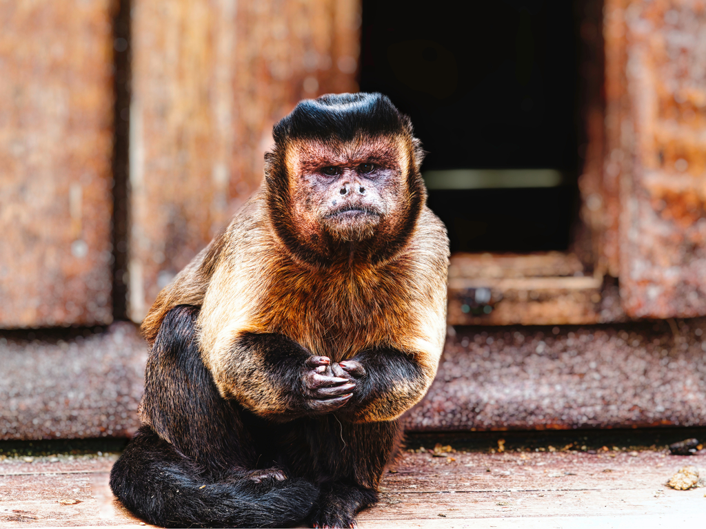 animal_6_「ええ、そうでごぜえやす」の貌
