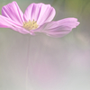 コスモス_4_pink＆white