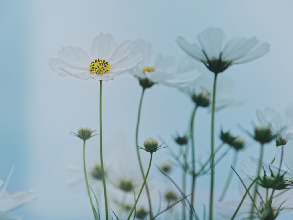 コスモス_9_white in the pale blue