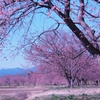 北浅羽桜堤公園