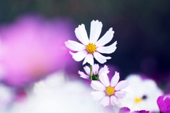 秋桜の花咲く頃（Ⅳ）