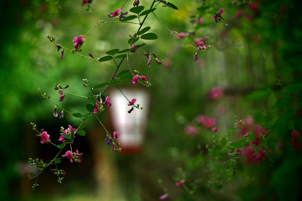 秋の向島百花園