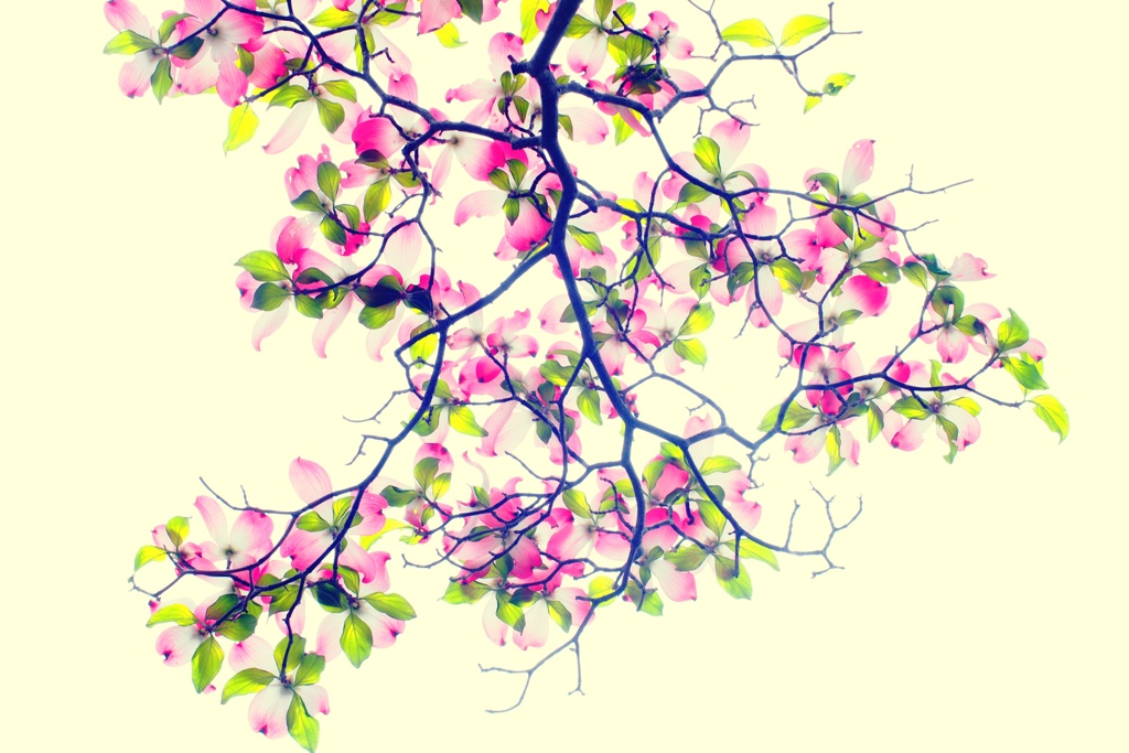 花水木