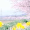 春はふんわりと