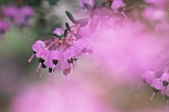 エリカの花咲く頃（Ⅱ）