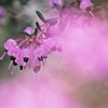 エリカの花咲く頃（Ⅱ）