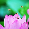 ブンブンブン蜂が飛ぶ