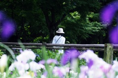 染谷菖蒲園にて