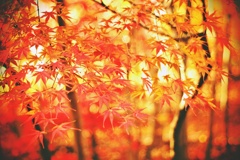 秋の小林もみじ園にて(Ⅴ）