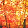秋の小林もみじ園にて(Ⅴ）