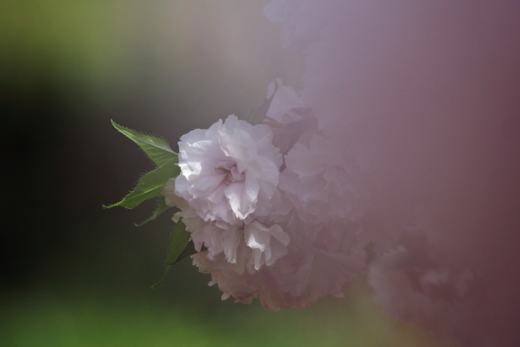 八重桜（Ⅳ）