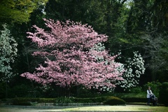 雅桜と木蓮の花咲く頃