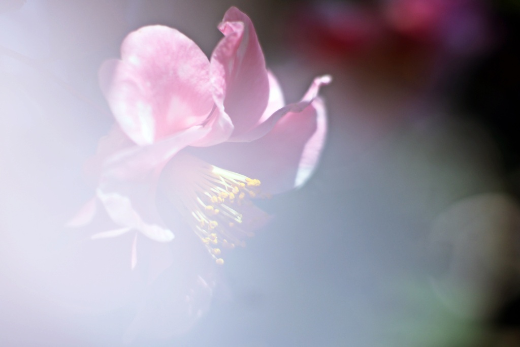 椿の花咲く頃