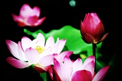蓮の花咲く寸景（Ⅱ）