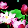蓮の花咲く寸景（Ⅱ）