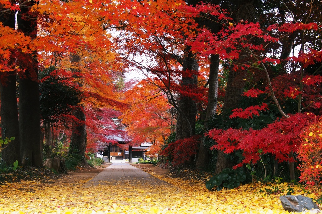 晩秋の興禅院参道