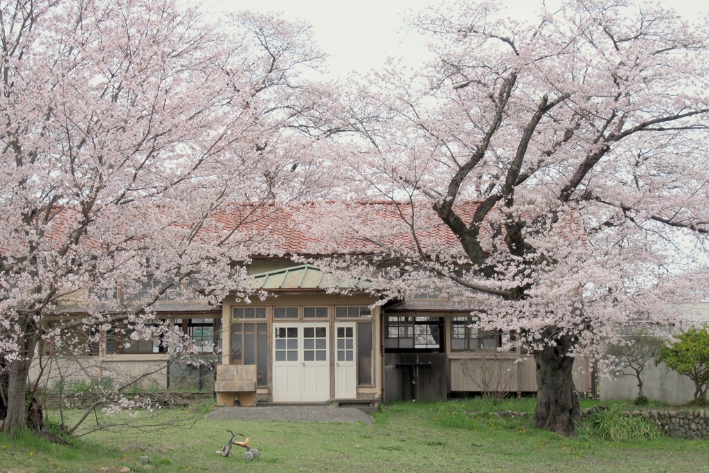 卒業生の思いを馳せて桜咲く