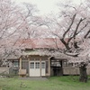 卒業生の思いを馳せて桜咲く