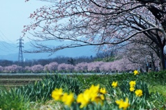 坂戸市安行寒桜