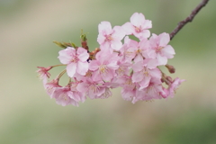 河津桜(Ⅲ）