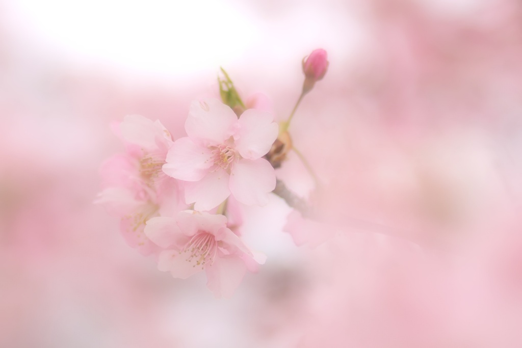 河津桜（Ⅱ）