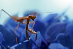 紫陽花とカマキリの寸景