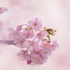 河津桜(Ⅴ）