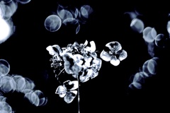 枯れるが華
