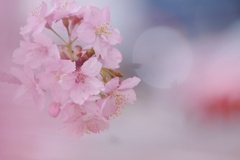 河津桜