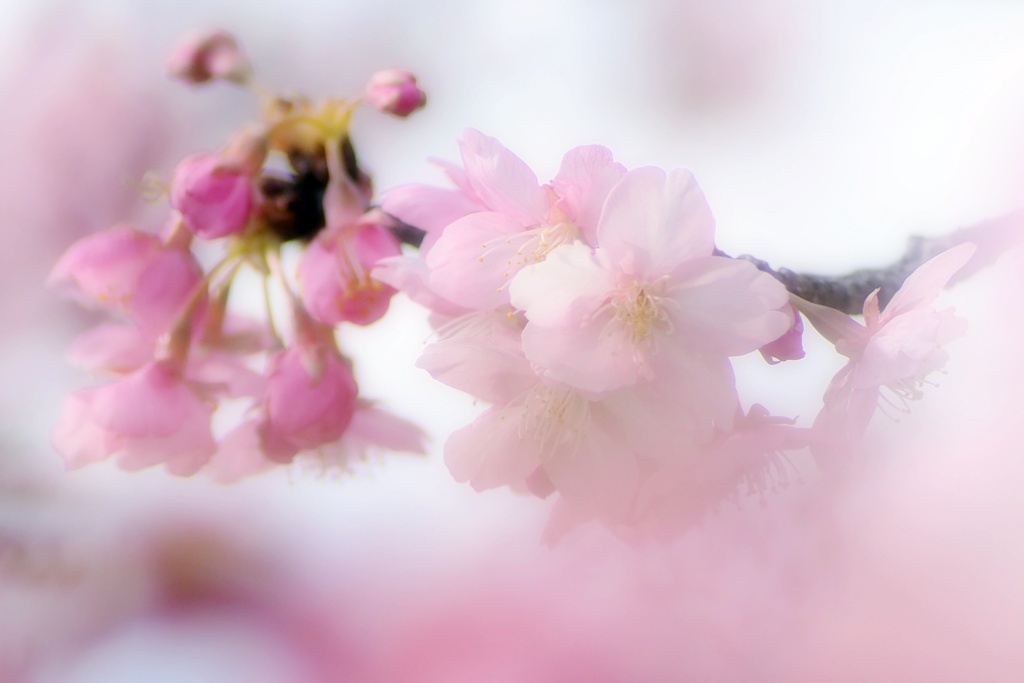 河津桜